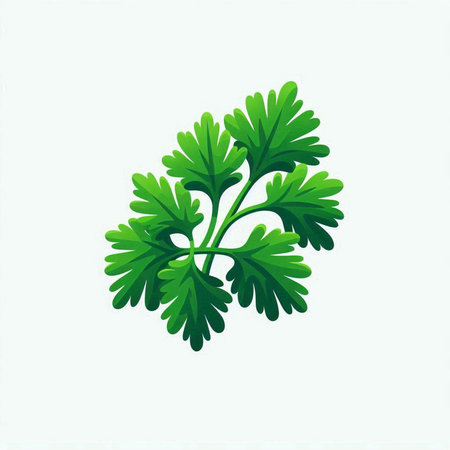 Parsley. Isolated on white background. Vector illustration.のイラスト素材