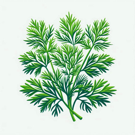 Fresh green dill isolated on a white background. Vector illustration.のイラスト素材
