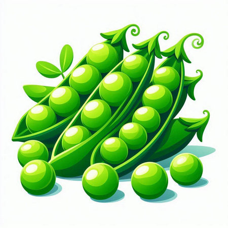 Pods of green peas on a white background. Vector illustration.のイラスト素材