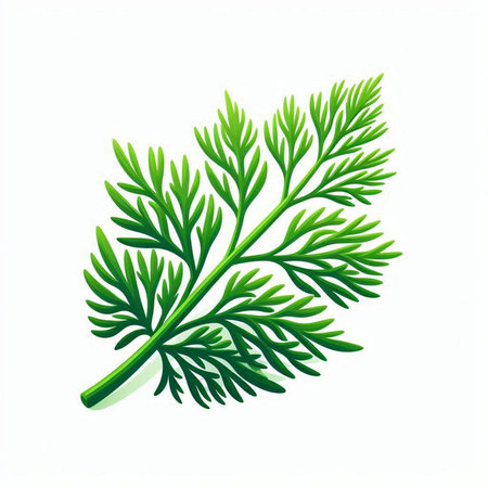 Fresh green dill leaves isolated on white background. Vector illustration.のイラスト素材