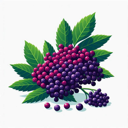 Vector illustration of a bunch of ripe blueberries with green leaves.のイラスト素材