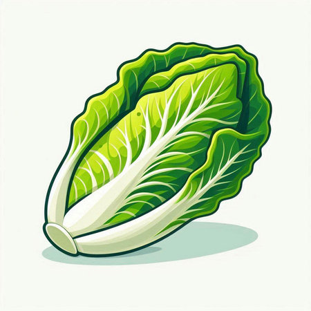 Illustration of a fresh green chinese cabbage on a white backgroundのイラスト素材