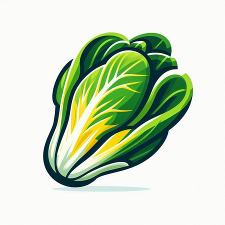 chinese cabbage on a white background. Vector illustration in cartoon styleのイラスト素材