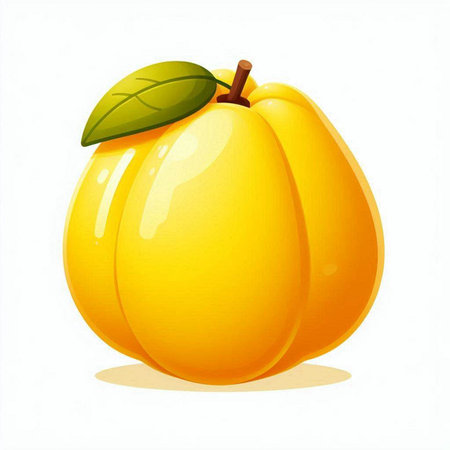 Illustration of a ripe yellow apricot on a white backgroundのイラスト素材