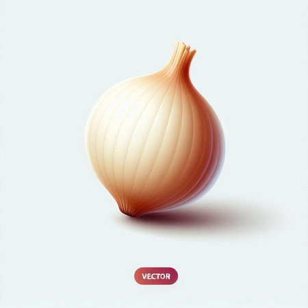 onion on white background, vector illustration, eps 10.のイラスト素材