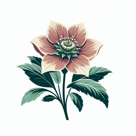 Vector illustration of a red and orange hellebore flower.のイラスト素材