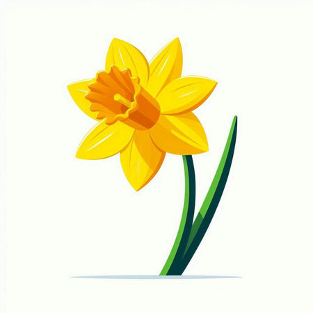 Yellow daffodil isolated on white background. Vector illustration.のイラスト素材