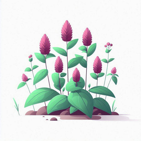 Celosia crassifolia plant vector illustration isolated on white backgroundのイラスト素材