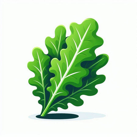Lettuce leaves isolated on a white background. Vector illustration.のイラスト素材