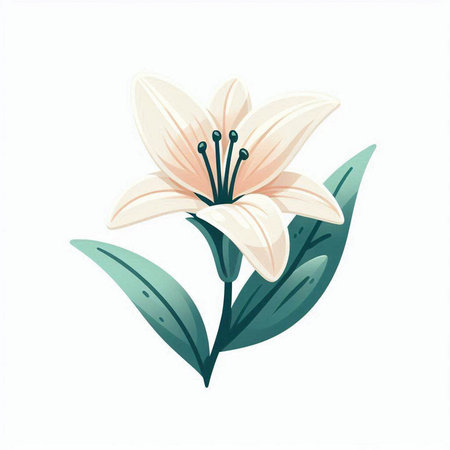 Lily flower. Vector illustration. Isolated on a white background.のイラスト素材