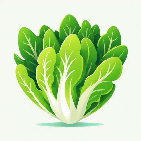 Bunch of fresh chard on white background. Vector illustration.のイラスト素材
