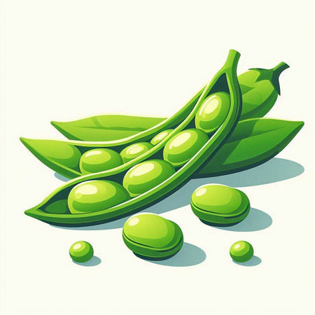 Illustration of green peas on a white background. Vector illustration.のイラスト素材