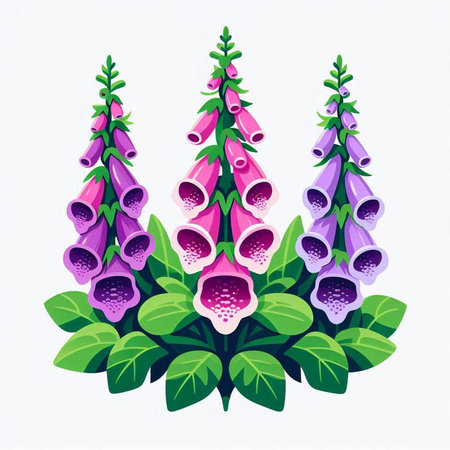 Digitalis purpurea or foxglove flower vector illustration.のイラスト素材