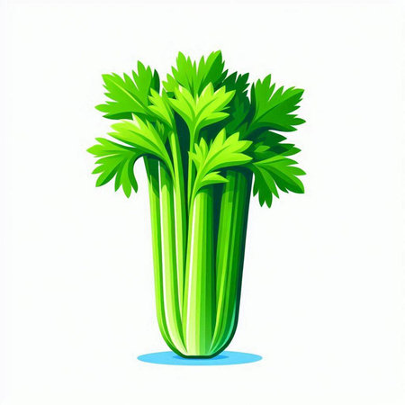 Celery isolated on white background. Vector illustration. Eps 10.のイラスト素材