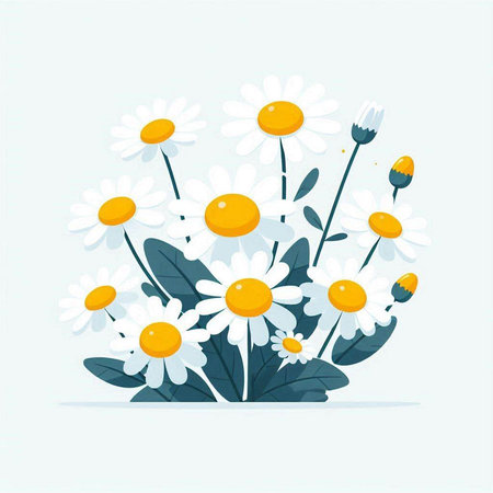 Chamomile flowers bouquet. Chamomile vector illustration.のイラスト素材