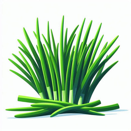 Vector illustration of fresh green chives isolated on white background. Organic food.のイラスト素材