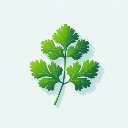 Parsley isolated on a white background. Vector Illustration.のイラスト素材