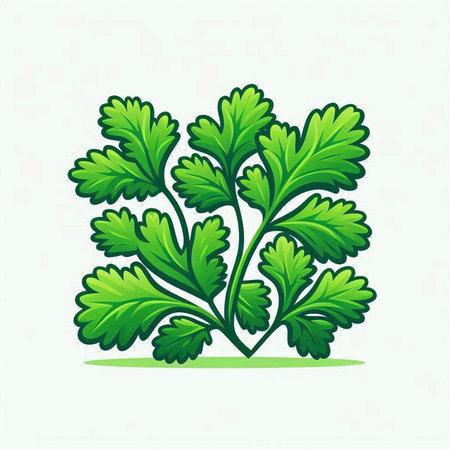 Parsley vector illustration. Isolated on a white background.のイラスト素材