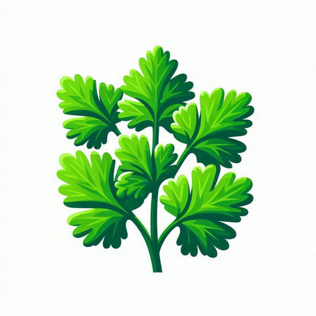 Parsley isolated on white background. Vector illustration in cartoon style.のイラスト素材