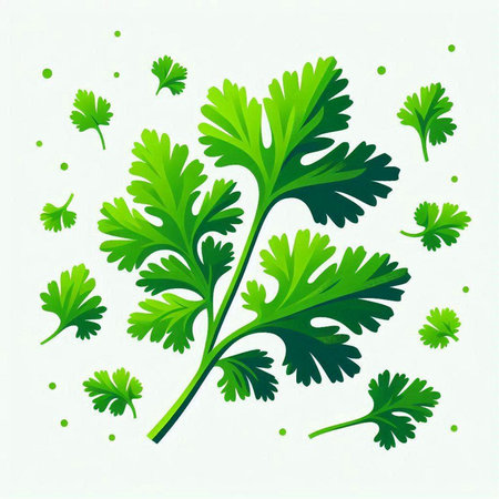 Coriander leaves on white background. Vector illustration of parsley.のイラスト素材