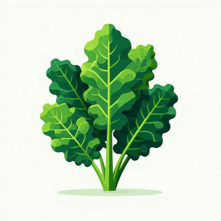 Spinach isolated on white background. Vector illustration. Eps 10.のイラスト素材