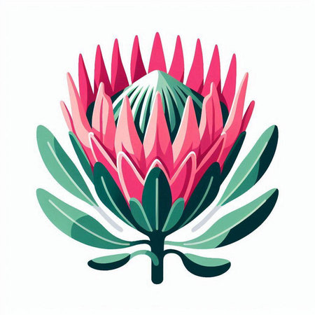 pink protea flower isolated on white background. vector illustration.のイラスト素材