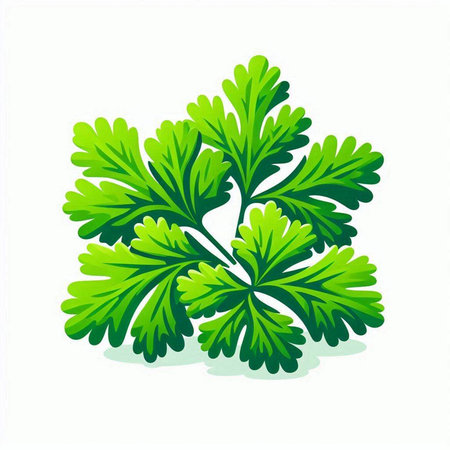 Parsley icon isolated on white background. Vector Illustration.のイラスト素材
