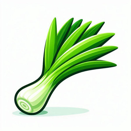 Illustration of fresh green leek on white background. Vector illustration.のイラスト素材