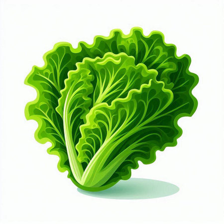 Lettuce. Vector illustration. Isolated on white background.のイラスト素材