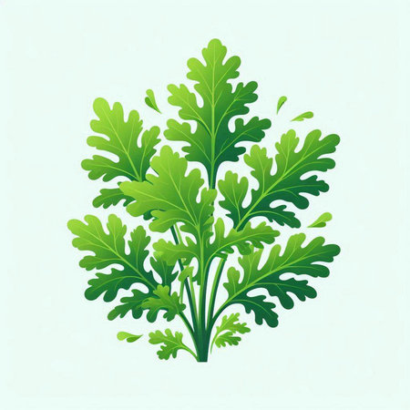 Green leaves of parsley on a white background. Vector illustration.のイラスト素材