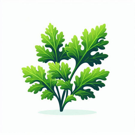 parsley isolated on white background. vector illustration. Eps 10のイラスト素材