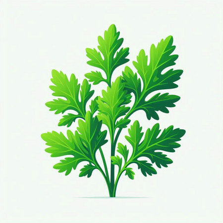 Parsley vector illustration. Isolated on a white background.のイラスト素材