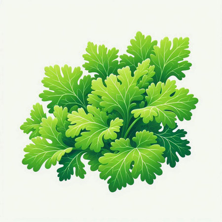 Sprig of fresh parsley on a white background. Vector illustration.のイラスト素材