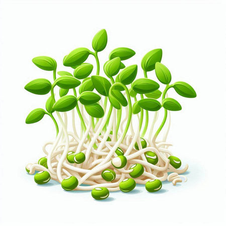 Mung bean sprouts isolated on white background. Vector illustration.のイラスト素材