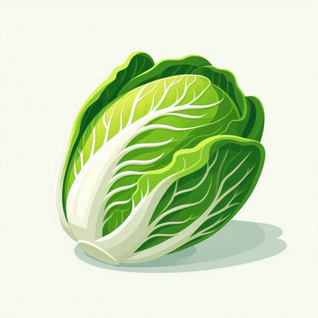 Fresh chinese cabbage isolated on white background. Vector cartoon illustration.のイラスト素材