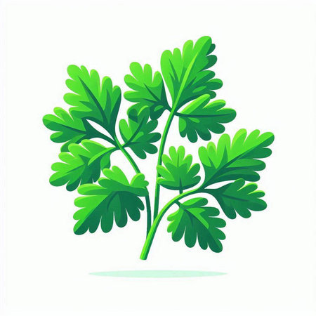 Parsley isolated on white background. Vector illustration. Eps 10.のイラスト素材