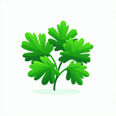 Parsley isolated on white background. Vector illustration. Eps 10.のイラスト素材