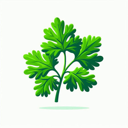 Parsley isolated on white background. Vector illustration. Eps 10.のイラスト素材