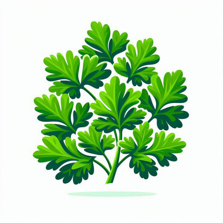 parsley isolated on a white background. Vector illustration of parsley.のイラスト素材