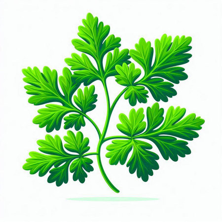 Parsley isolated on white background. Vector illustration. Eps 10.のイラスト素材