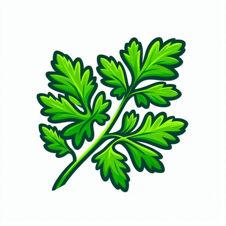 Parsley icon. Vector illustration of parsley isolated on white background.のイラスト素材