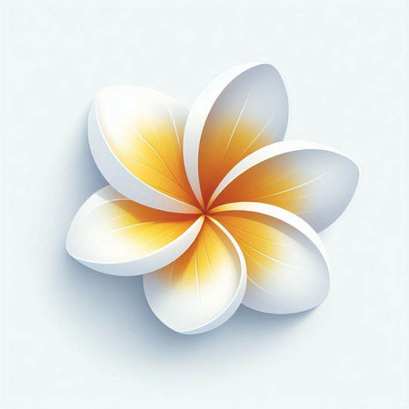 White frangipani flower on white background. Vector illustration.のイラスト素材