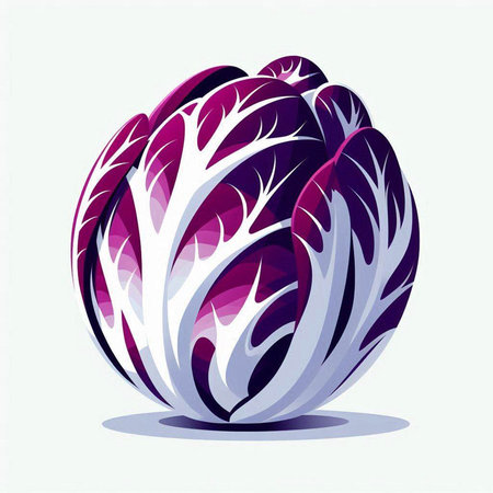 Vector illustration of purple cabbage on white background. Healthy food concept.のイラスト素材