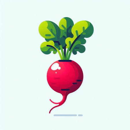Radish. Vector illustration. Isolated on a white background.のイラスト素材