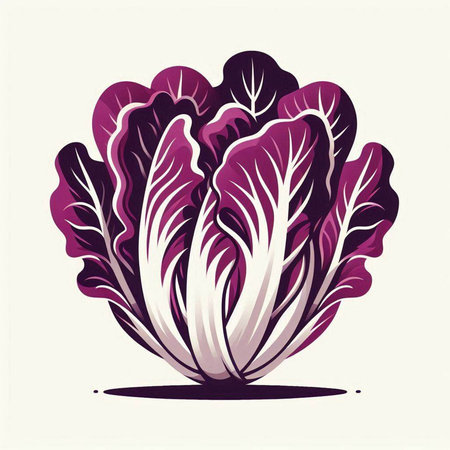 Purple chinese cabbage isolated on white background. Vector illustration.のイラスト素材