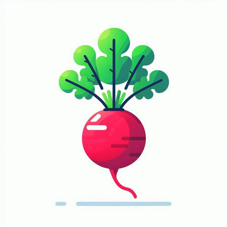 Radish. Vector illustration, flat design. Isolated on white background.のイラスト素材