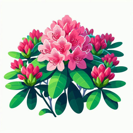 Rhododendron flowers on white background. Vector illustration.のイラスト素材