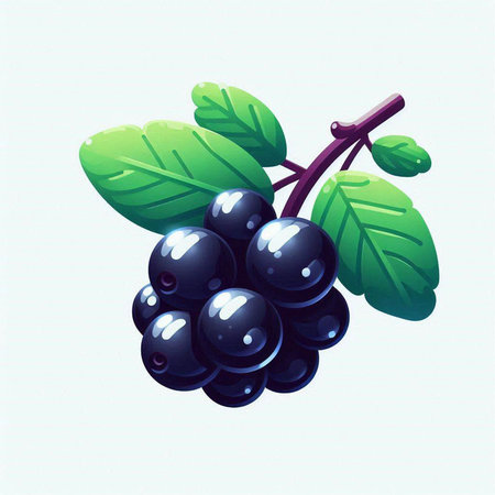 Bunch of ripe black currant with green leaves. Vector illustration.のイラスト素材