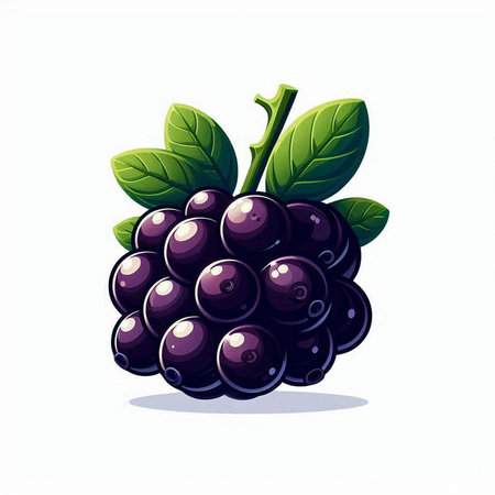 Illustration of a bunch of black grapes with leaves on a white backgroundのイラスト素材