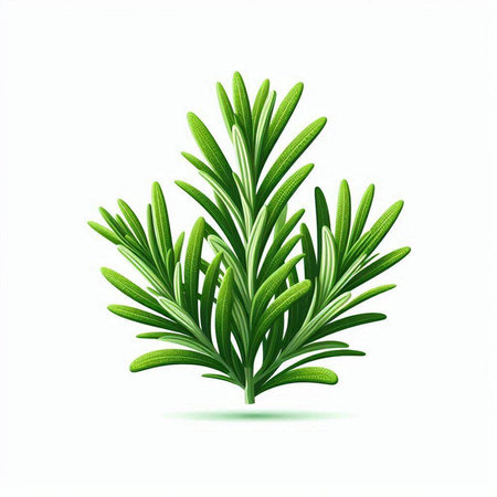 Fresh rosemary isolated on white background. Realistic vector illustration.のイラスト素材